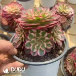 15Pcs Aeonium Lychee Clustering - Image 2