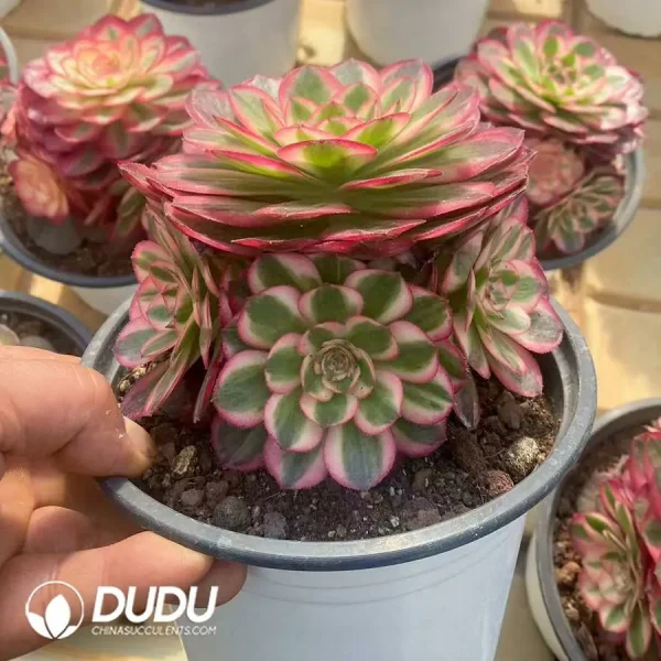 15Pcs Aeonium Lychee Clustering - Image 2