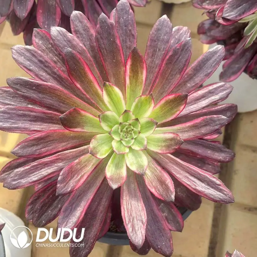 1756124424-1743403020-e201.webp 15Pcs Aeonium Flame Fairy - Image 1