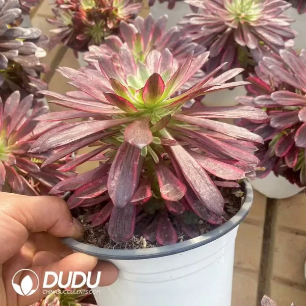 15Pcs Aeonium Flame Fairy - Image 2