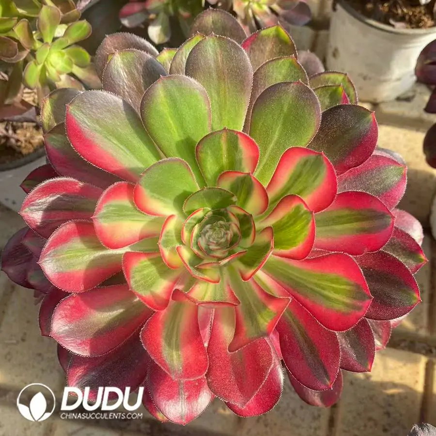 1756124428-1743403035-e201.webp 15Pcs Aeonium Flower Butterfly Clustering - Image 1