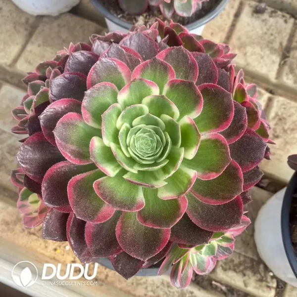 1756124433-1743403047-e201.webp $7.3*15Pcs Aeonium Neptune Clustering - Image 1