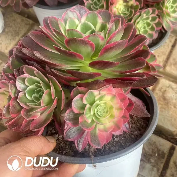 1756124435-1743403049-e202.webp $7.3*15Pcs Aeonium Neptune Clustering - Image 2