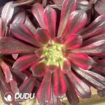 $2.8*21Pcs Aeonium Flame Elf Seedlings