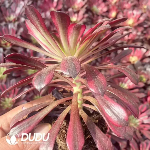 $2.8*21Pcs Aeonium Flame Elf Seedlings - Image 2