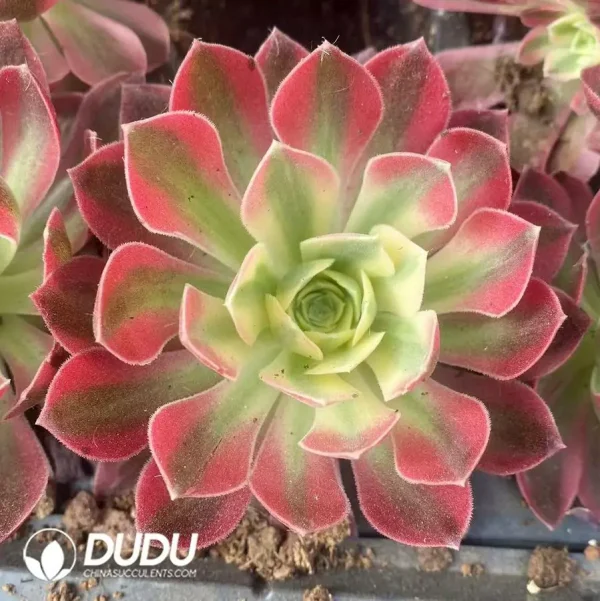 $1.9*21Pcs Aeonium pink crystal Seedlings - Image 1
