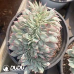 24Pcs Echeveria Moon Goddess Cristata
