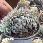 24Pcs Echeveria Moon Goddess Cristata - Image 2