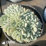 24Pcs Echeveria Gilva