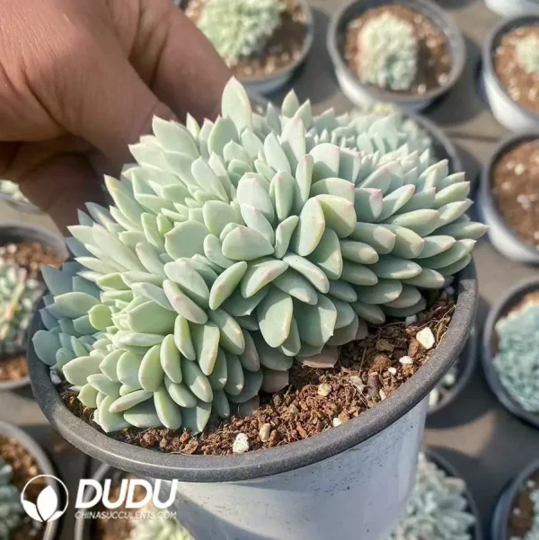 24Pcs Echeveria Gilva - Image 2