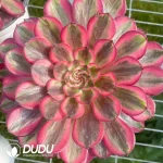 15Pcs Aeonium White Moonlight Clustering