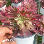 15Pcs Aeonium White Moonlight Clustering - Image 2