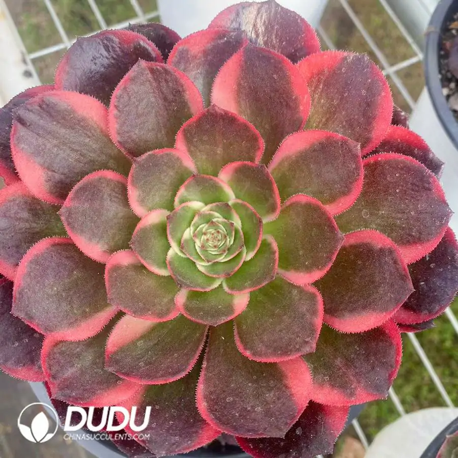 1756124461-1743403130-e201.webp 15Pcs Aeonium Pink Flower Demon Clustering - Image 1