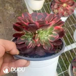 15Pcs Aeonium Pink Flower Demon Clustering - Image 2