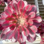 15Pcs Aeonium Garnet of White Variegated Clustering