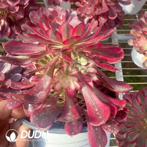 15Pcs Aeonium Garnet of White Variegated Clustering - Image 2