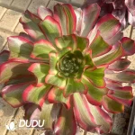 6Pcs Aeonium Red Witch