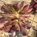 6Pcs Aeonium Red Witch - Image 2