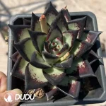 24Pcspc Echeveria Ebony Devil