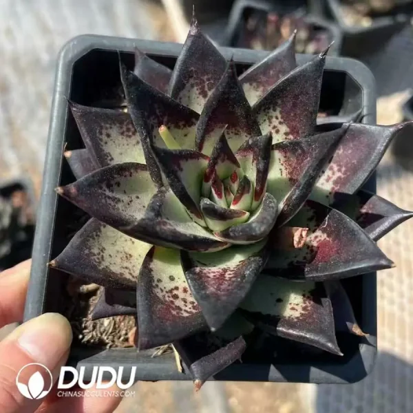 24Pcspc Echeveria Ebony Devil - Image 2