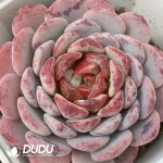 Echeveria White Sundae