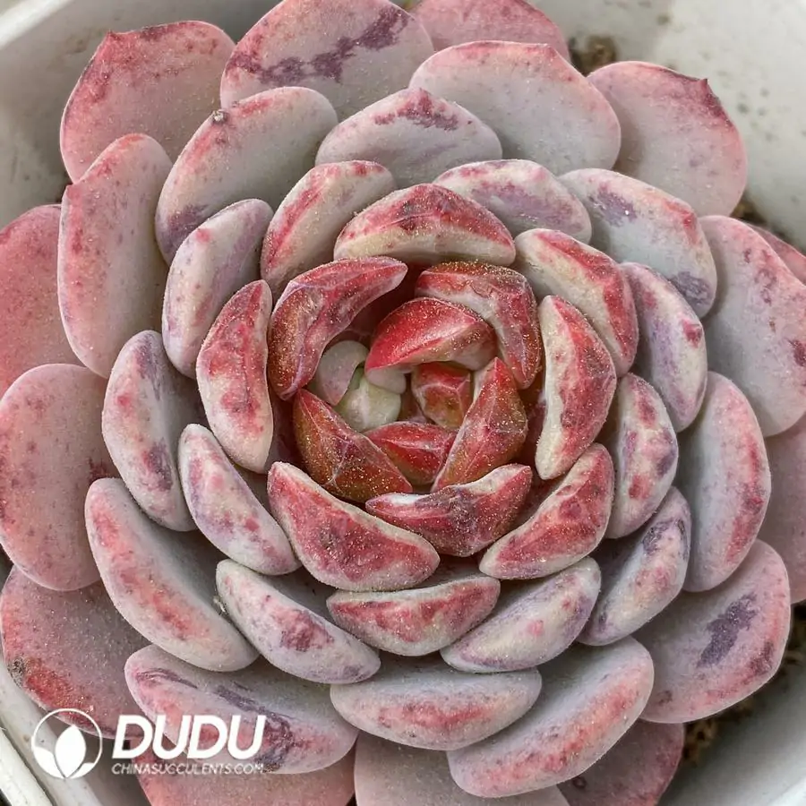 1756124475-1743412867-e201.webp Echeveria White Sundae - Image 1