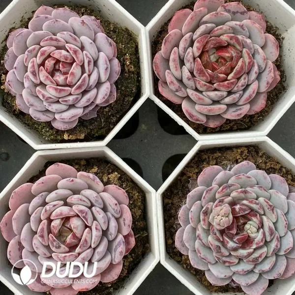 Echeveria White Sundae - Image 2
