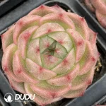Echeveria W8-013