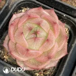 Echeveria W8-013 - Image 2