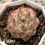 Echeveria Daiyu