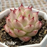 Echeveria Daiyu - Image 2