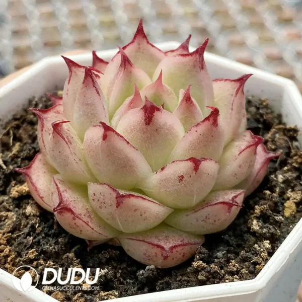 Echeveria Daiyu - Image 2
