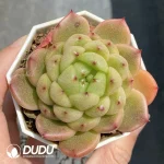 Echeveria han Water Ghost