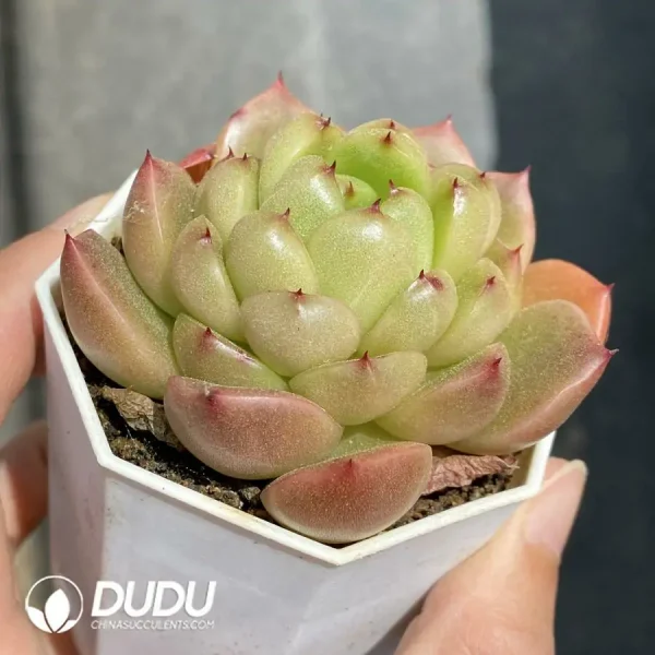 Echeveria han Water Ghost - Image 2