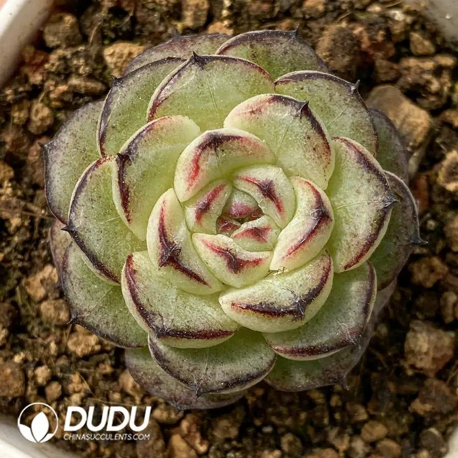 Echeveria Black edge green bodhi – Dudu Wholesale Rare Live