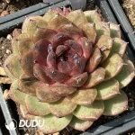 Echevria Pitaya
