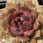 Echevria Pitaya - Image 2