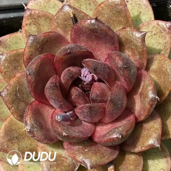 Echevria Pitaya - Image 2