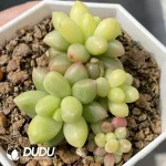 Pachyphytum Compactum Variegated Clustering - Image 2