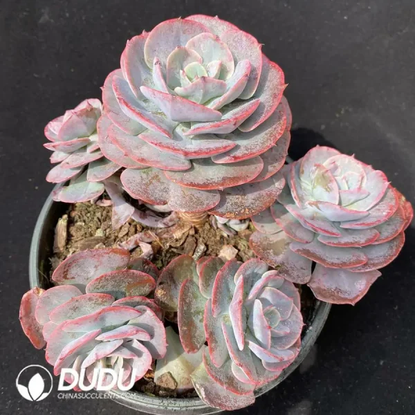 1756124532-1743412995-e201.webp Echeveria Cassyz Clustering - Image 1
