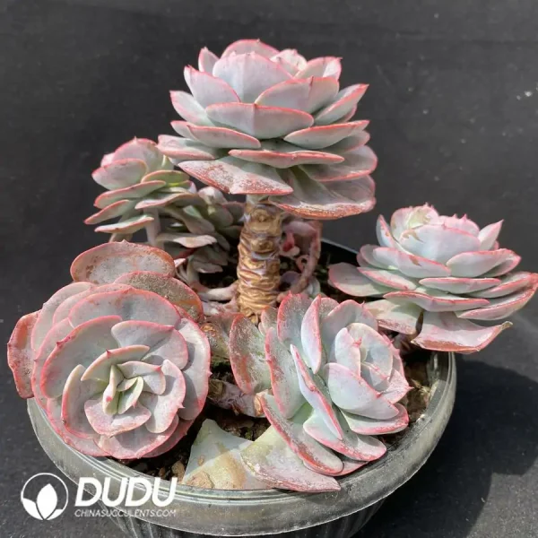 1756124533-1743412997-e202.webp Echeveria Cassyz Clustering - Image 2