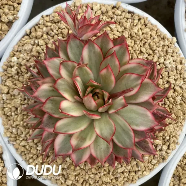 Echeveria Lotus Lantern Variegated Clustering - Image 1