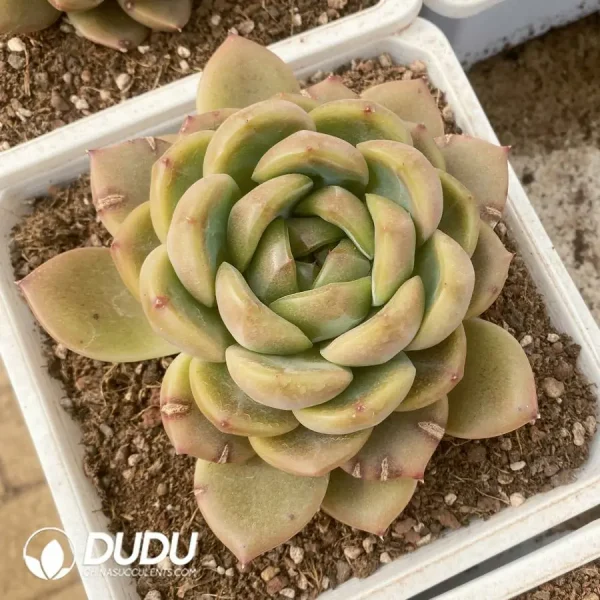 Echeveria Diamond Jenny - Image 1