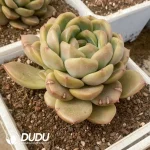 Echeveria Diamond Jenny - Image 2
