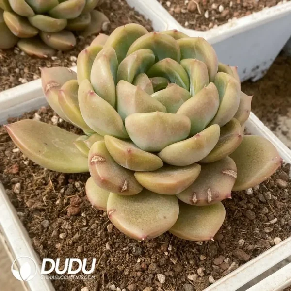 Echeveria Diamond Jenny - Image 2