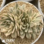 Echeveria Moon Fairy Variegated Clustering