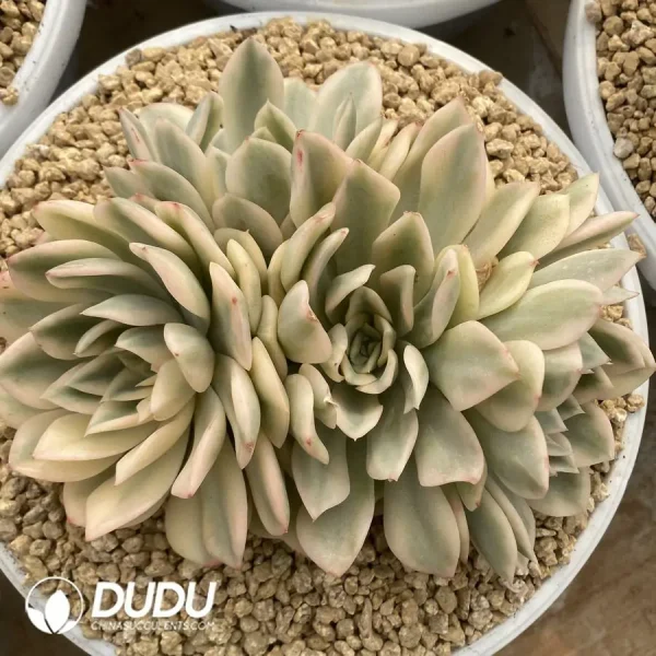 Echeveria Moon Fairy Variegated Clustering - Image 1