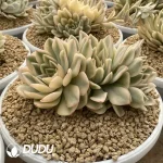 Echeveria Moon Fairy Variegated Clustering - Image 2