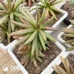 Pachyphytum Coconut Tree