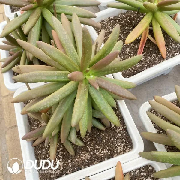 Pachyphytum Coconut Tree - Image 2